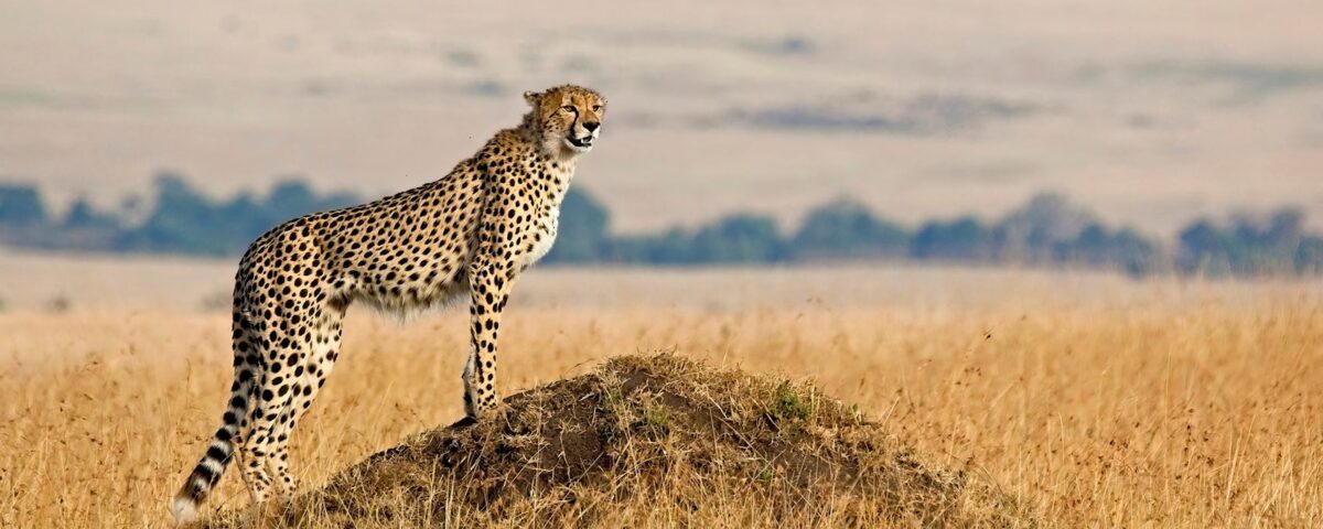 A Guide to Pian Upe Wildlife Reserve