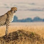 A Guide to Pian Upe Wildlife Reserve