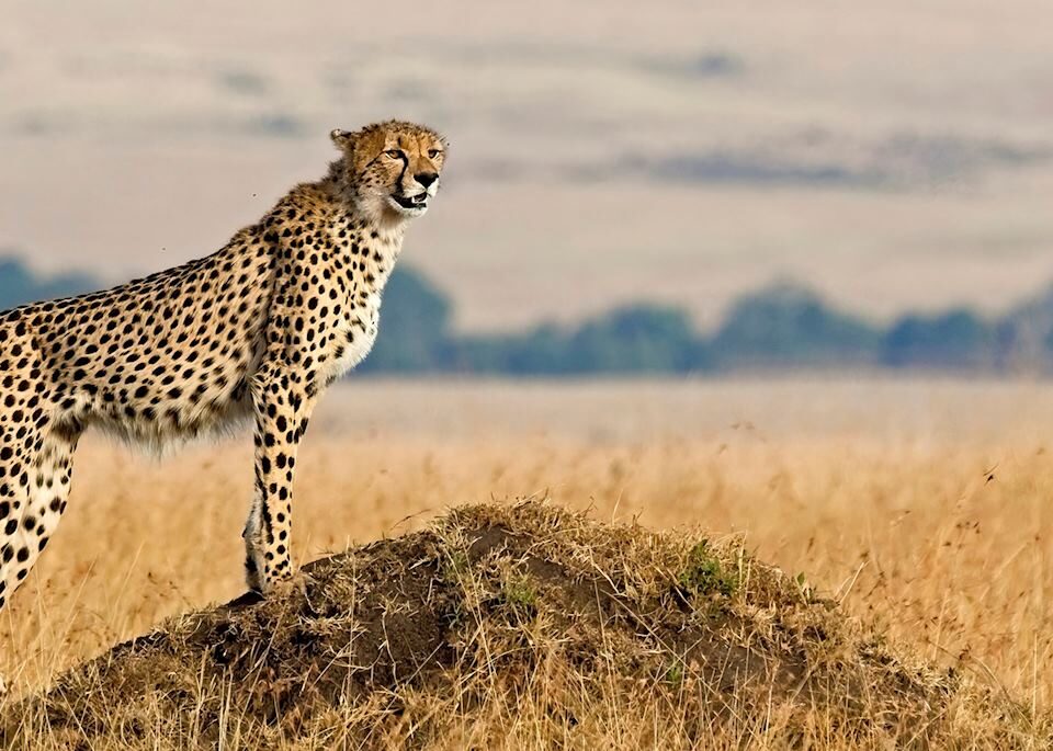 A Guide to Pian Upe Wildlife Reserve