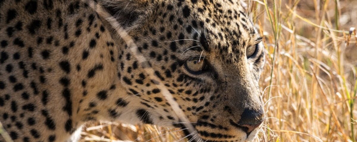 Night Game Drives in Kenya