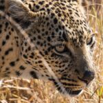 Night Game Drives in Kenya