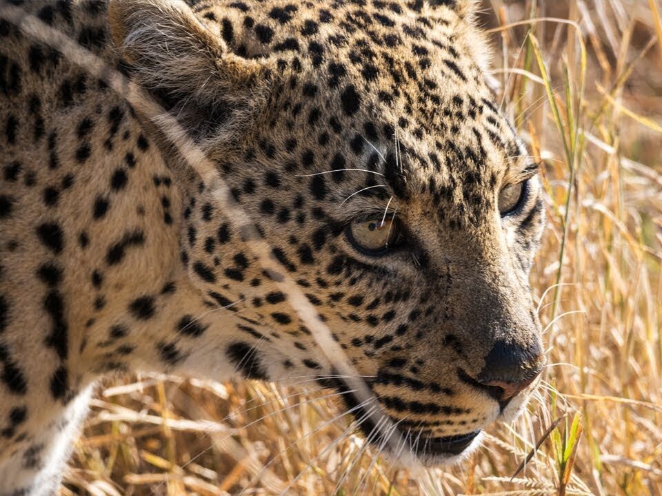 Night Game Drives in Kenya