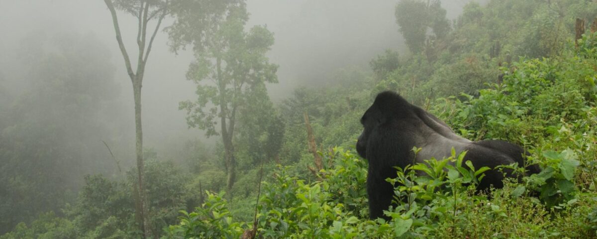 Virunga Mountains 2026 sanctuary