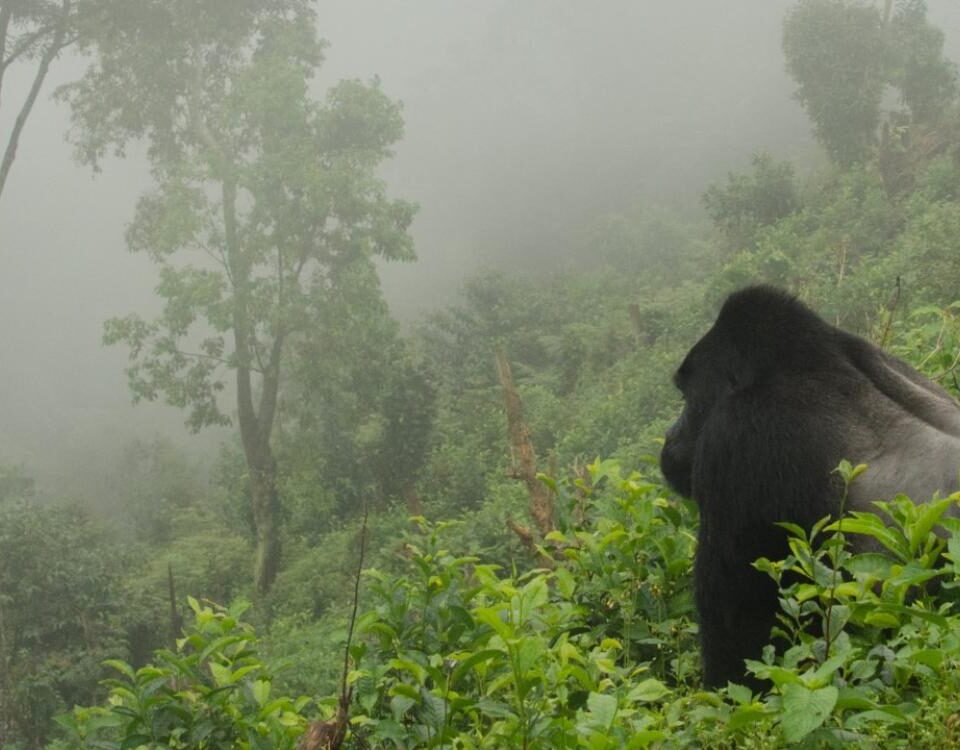 Virunga Mountains 2026 sanctuary