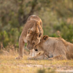 The 2026 East African Safari FAQ