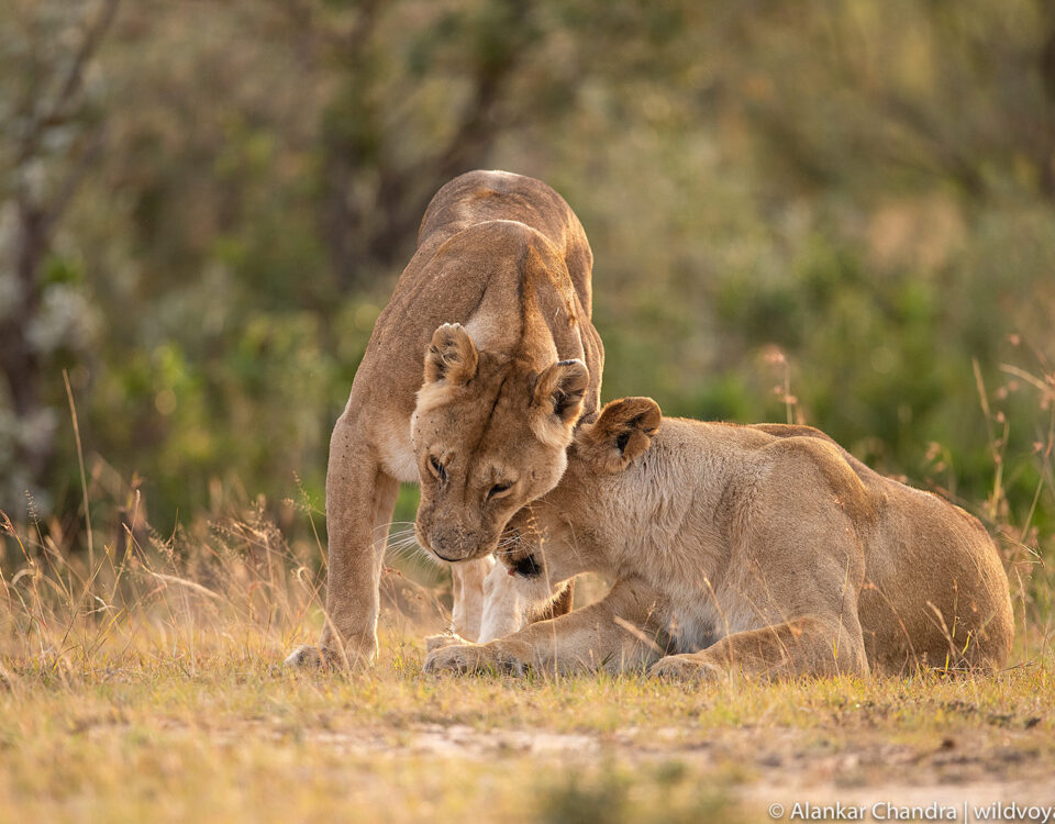 The 2026 East African Safari FAQ