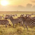 Lake Mburo National Park