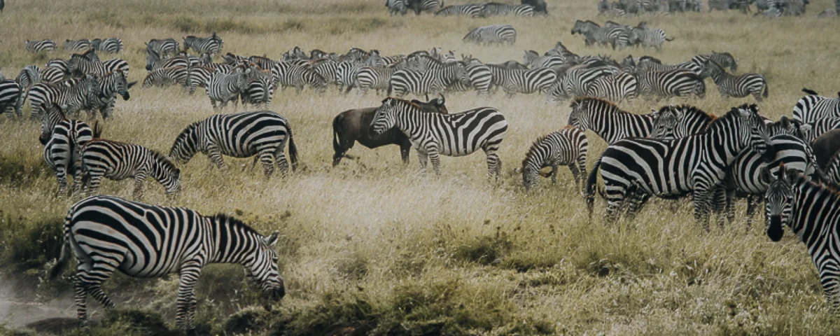 Ngorongoro Conservation Area