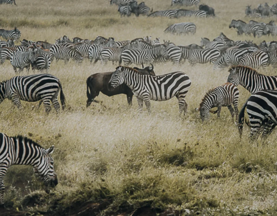 Ngorongoro Conservation Area