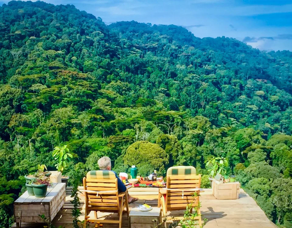 Luxury Meets the Wild: The New Eco-Lodge Era