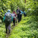Nyungwe Forest canopy Vs Floor