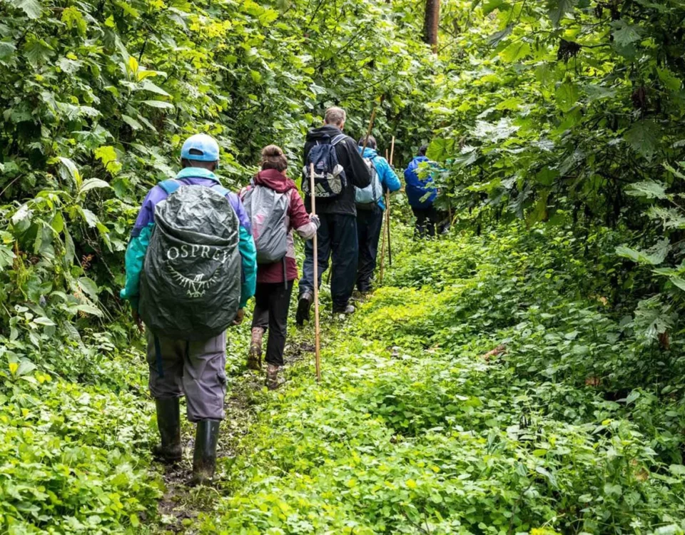 Nyungwe Forest canopy Vs Floor