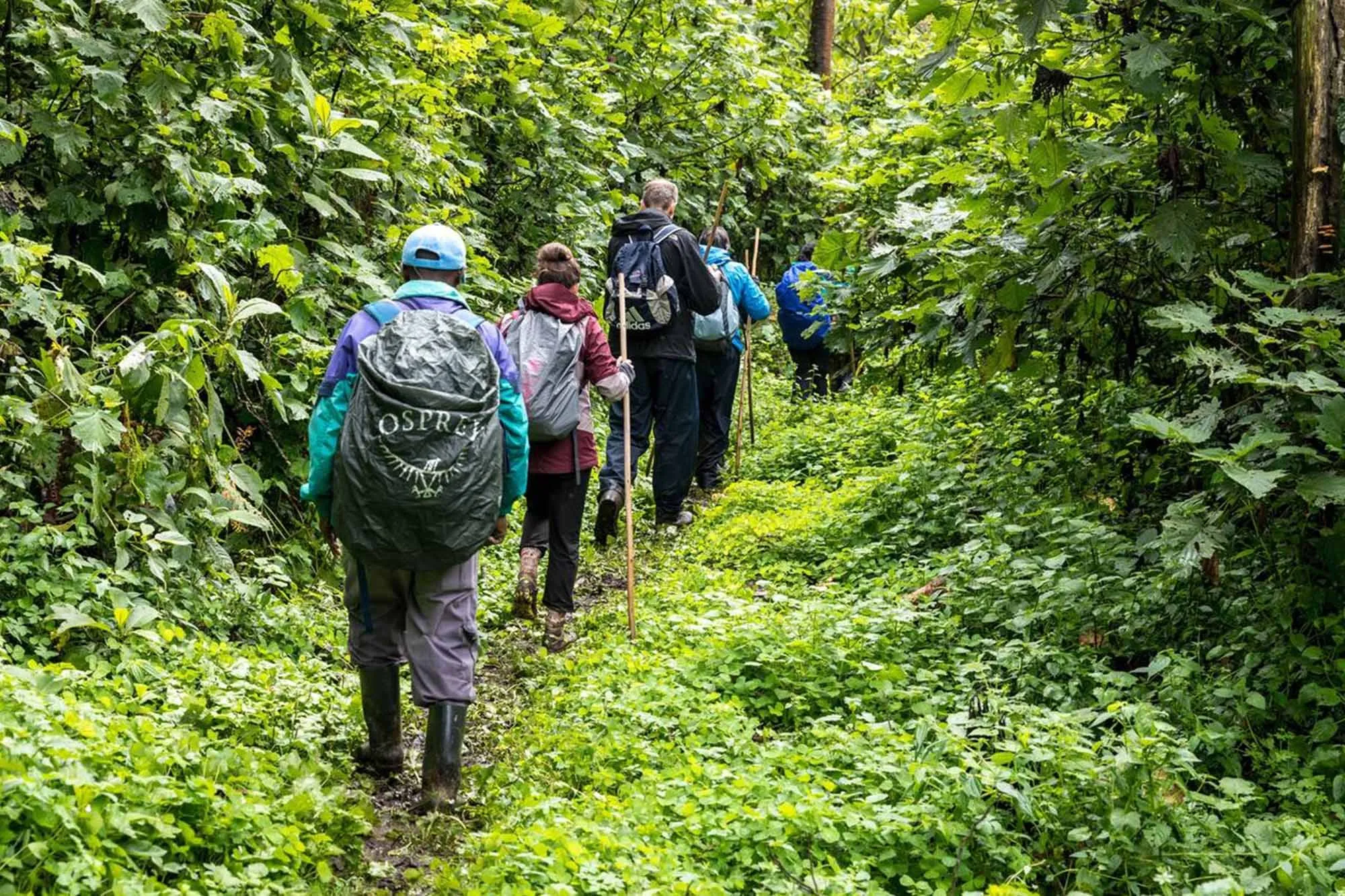 Do I Need a Permit for Chimpanzee Tracking in Rwanda