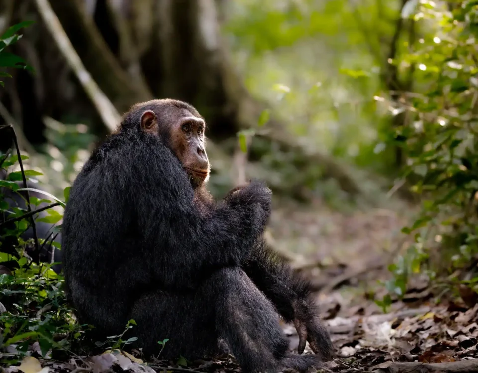 Chimpanzee tracking in Rwanda