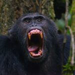Gishwati Mukura National Park