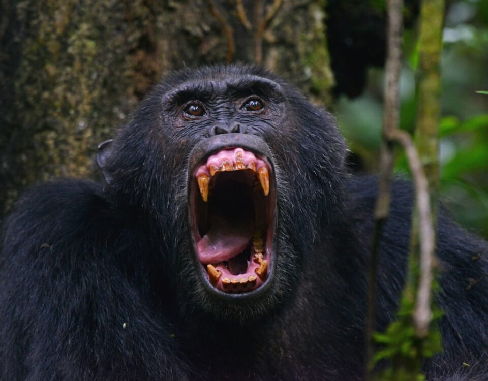 Gishwati Mukura National Park