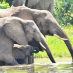 Uganda Travel Tips