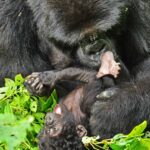 eye-contacting a silverback