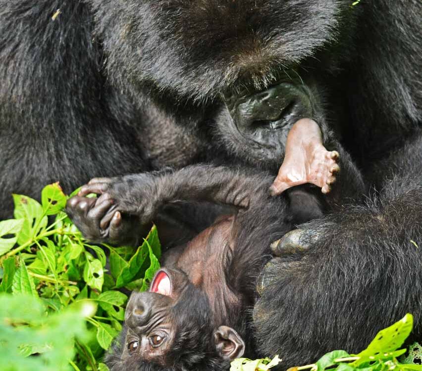 eye-contacting a silverback