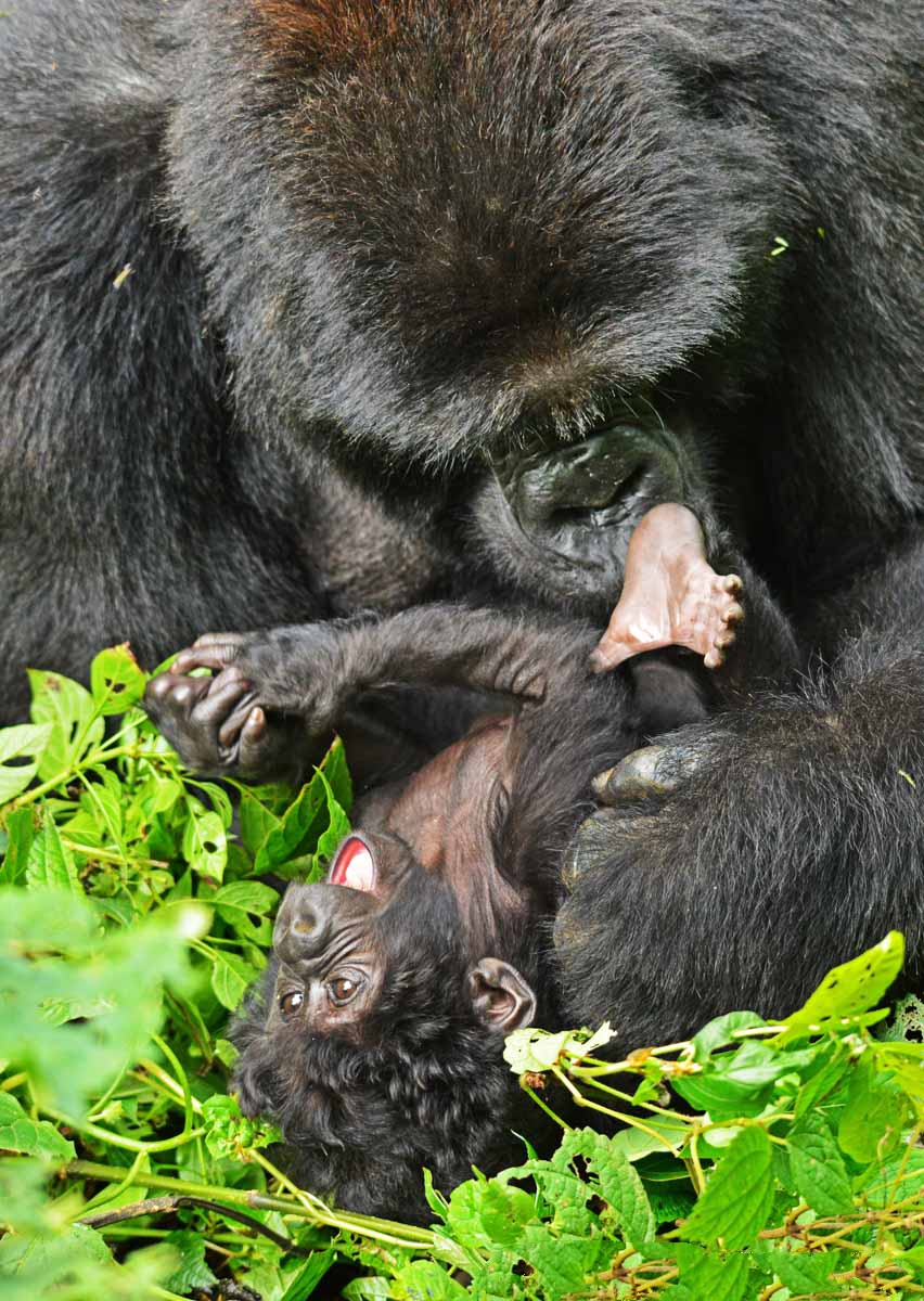 Best Uganda Tours