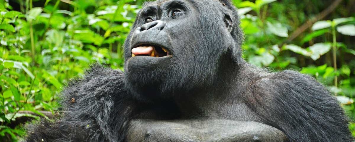 primate triple crown