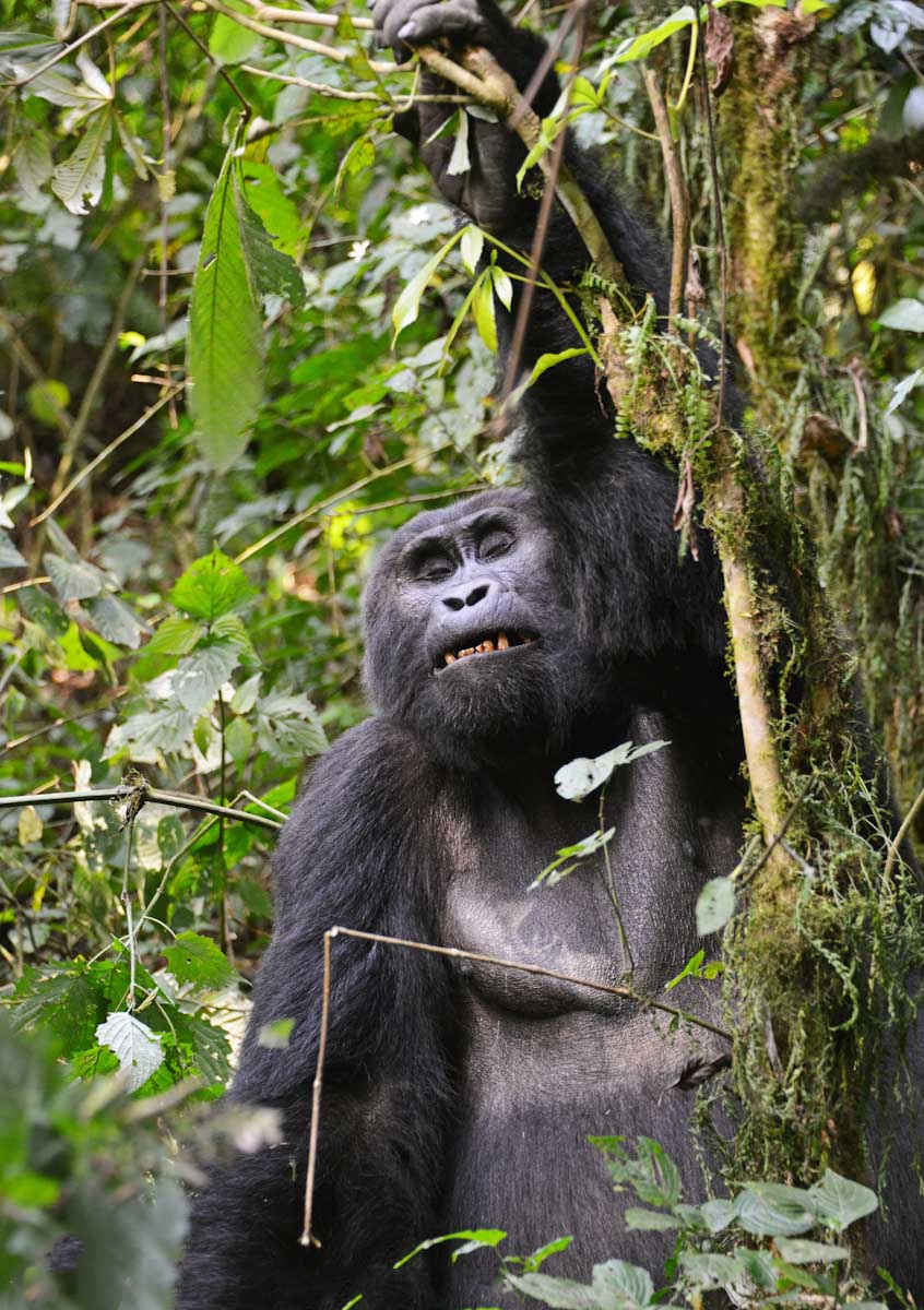 Why Is Gorilla Trekking Expensive?