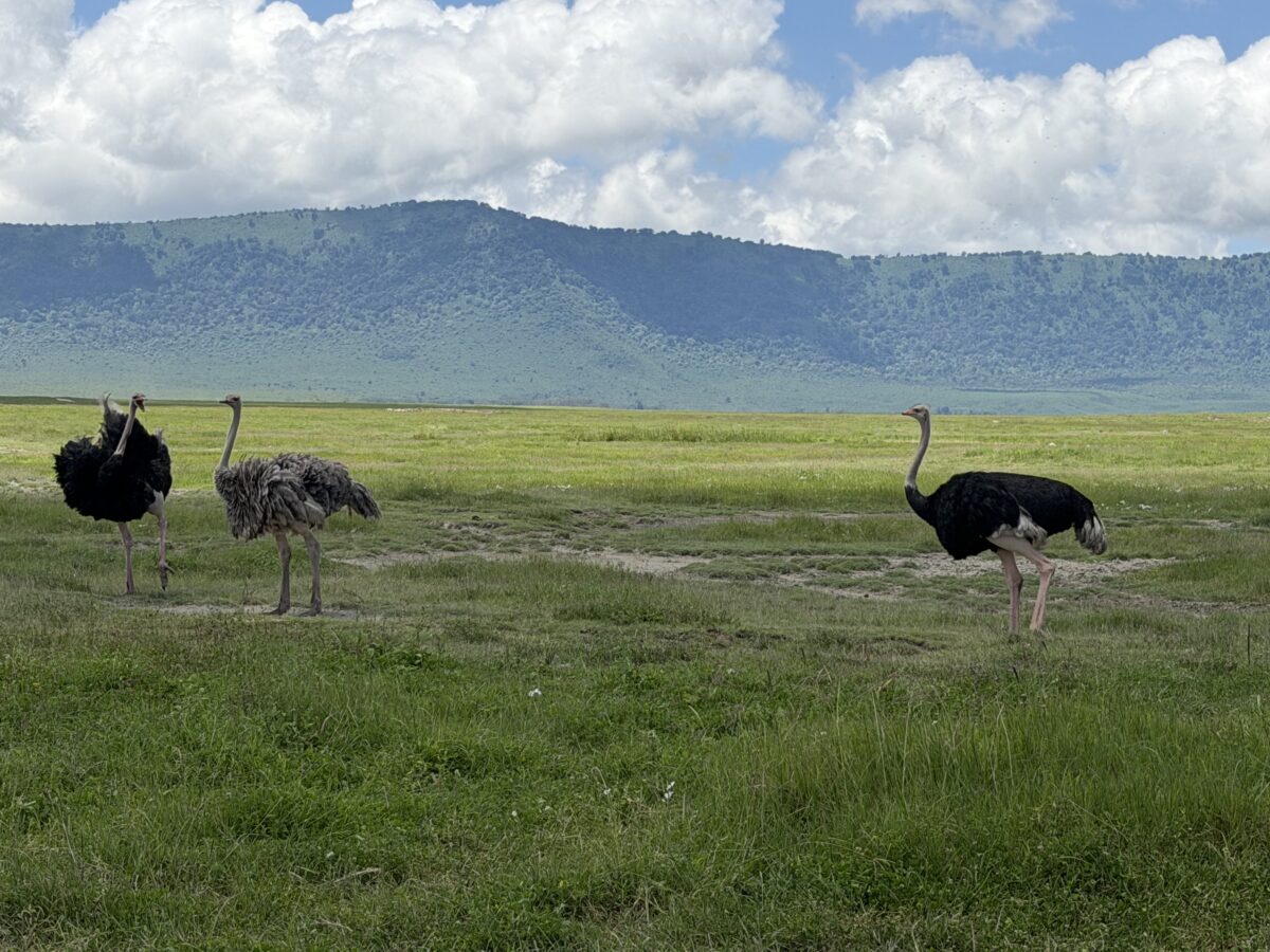 What Are the Most Photogenic Spots in Tanzania for Wildlife Photography
