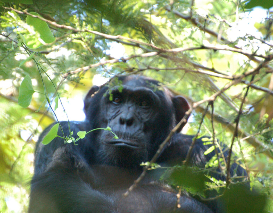 uganda vs rwanda gorillas
