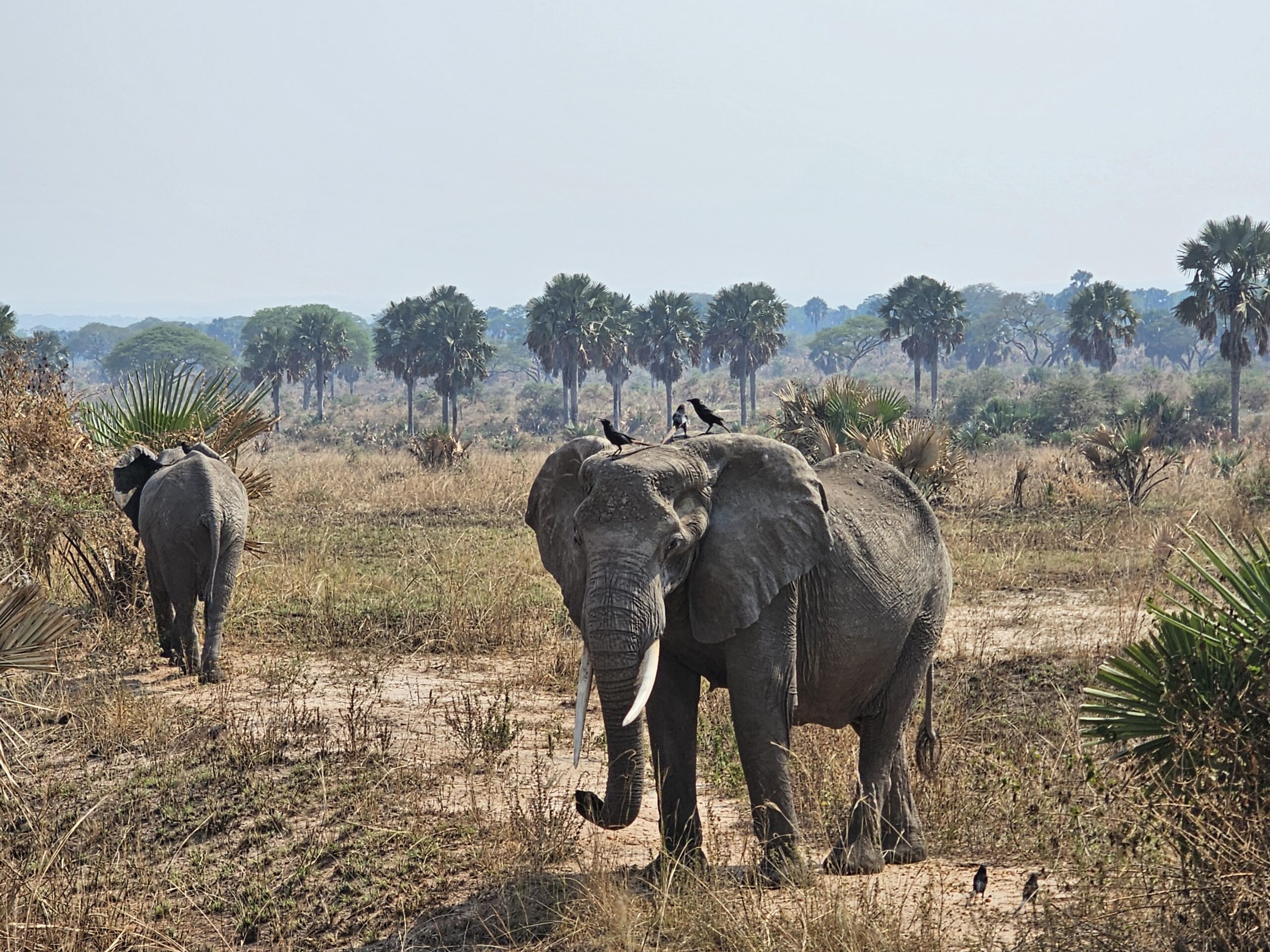 Family Safari Seasons