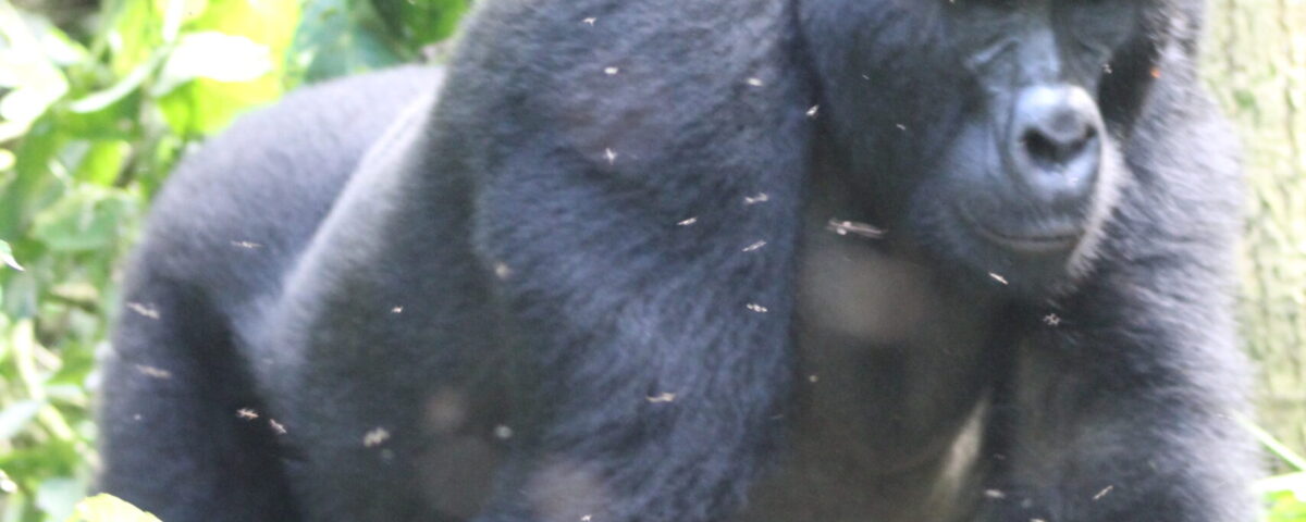 Mgahinga Gorilla National Park