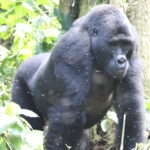 Mgahinga Gorilla National Park