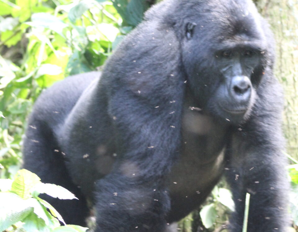 Mgahinga Gorilla National Park