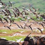 birding in Uganda