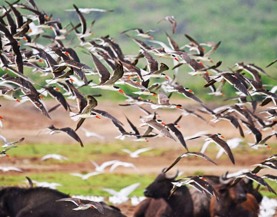 birding in Uganda