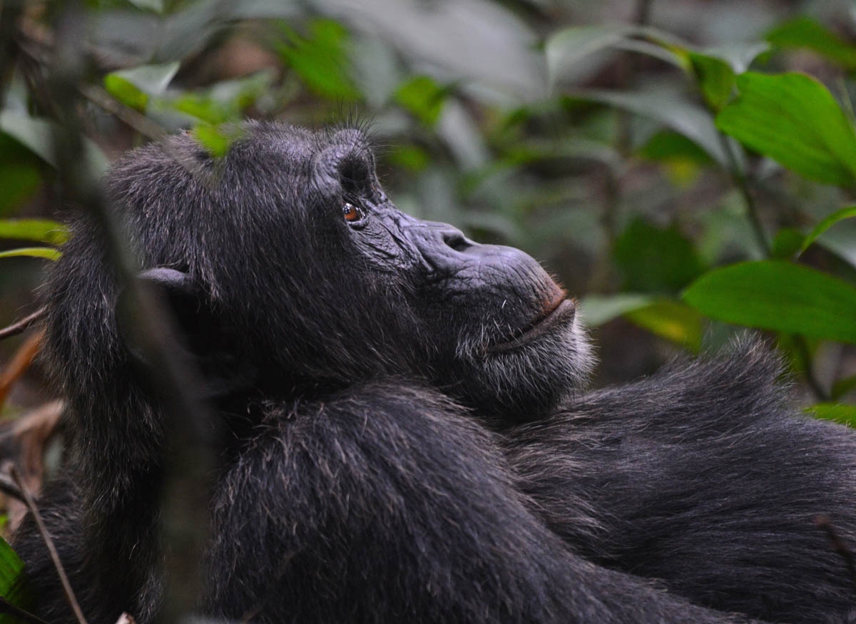 uganda vs rwanda gorillas