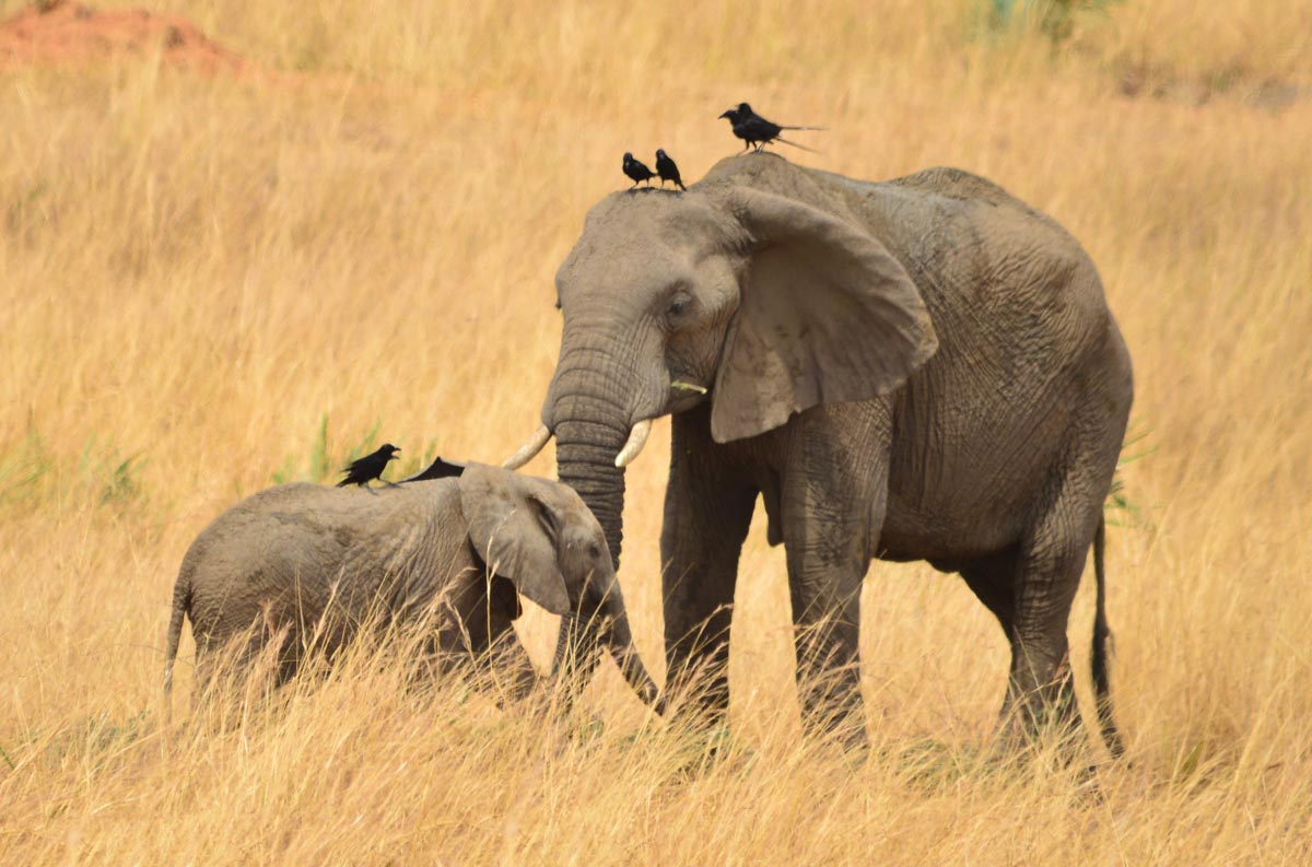 Day 2 — Fly to Masai Mara National Reserve