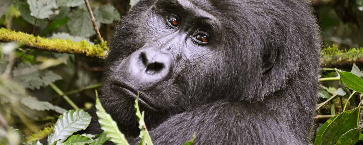 Rwanda vs Uganda 2026