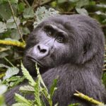 Rwanda vs Uganda 2026