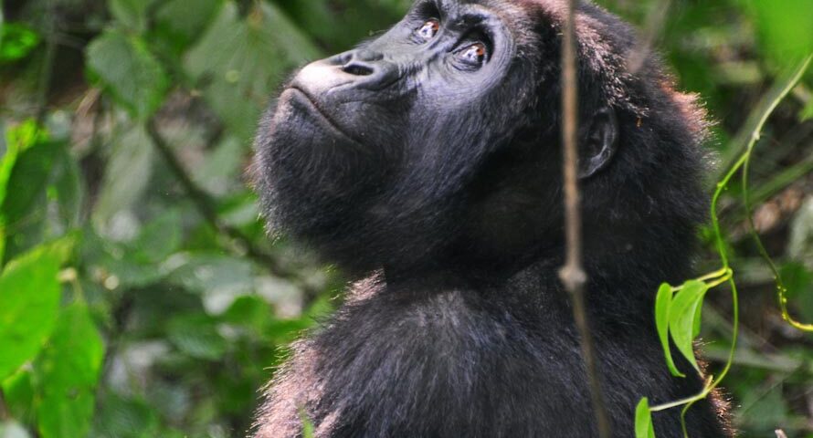 Rwanda vs Uganda 2026