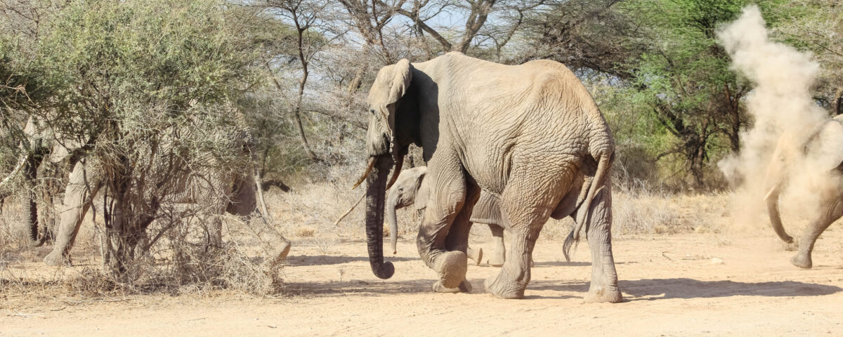 Serengeti and Maasai Mara travel times