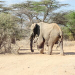 Serengeti and Maasai Mara travel times