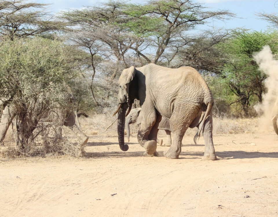Serengeti and Maasai Mara travel times