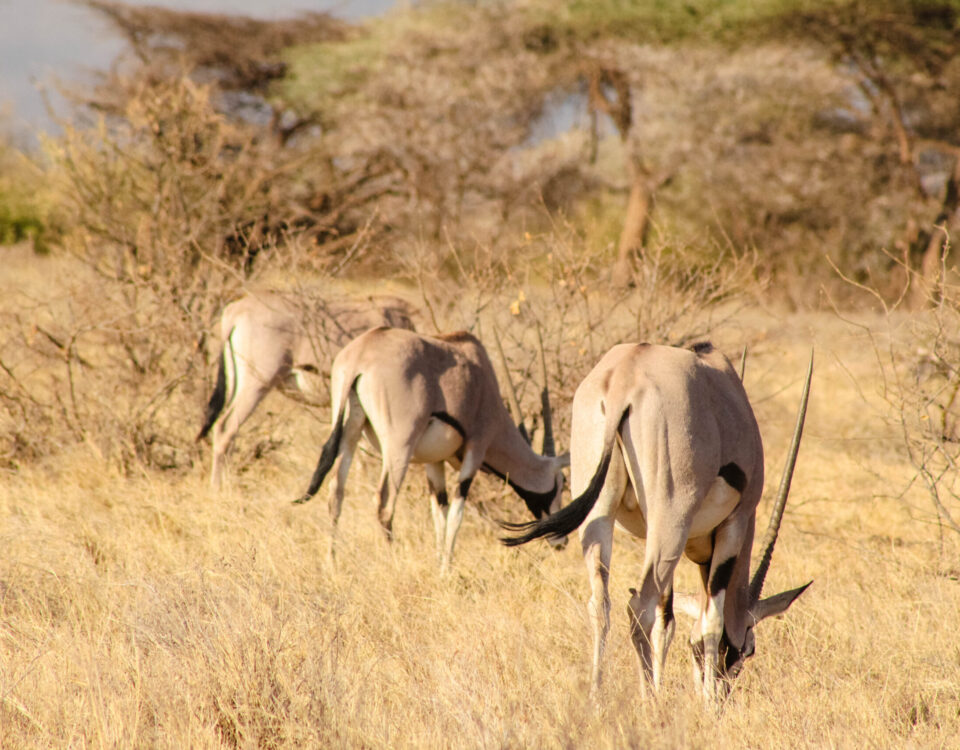 Tarangire: The Elephant Empire
