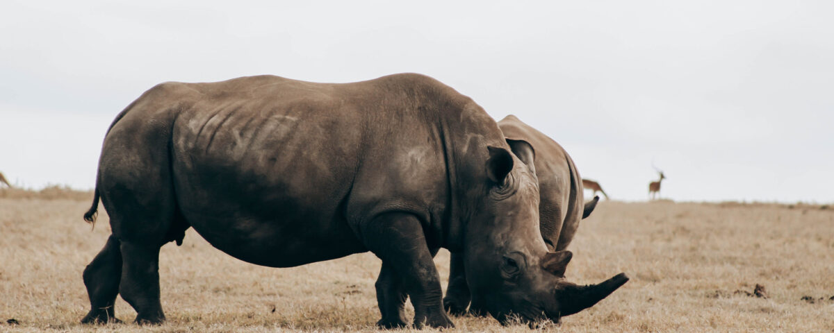 rhinos return to Kidepo