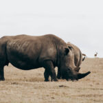 rhinos return to Kidepo