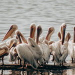 Africa’s best birding value