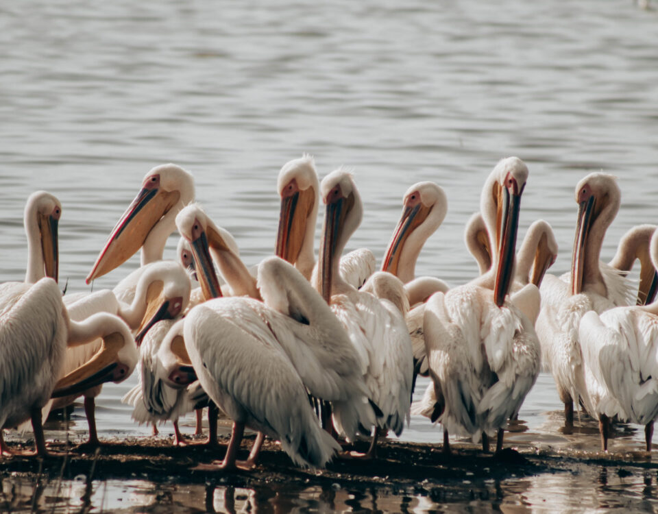Africa’s best birding value