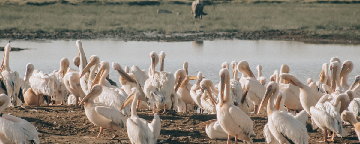 Big Six of Birding