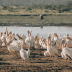Big Six of Birding