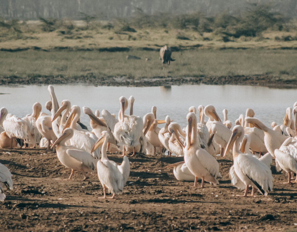 Big Six of Birding